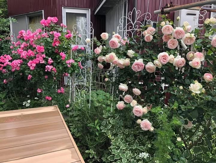 ピンクと淡い薔薇が咲くスタジオの庭